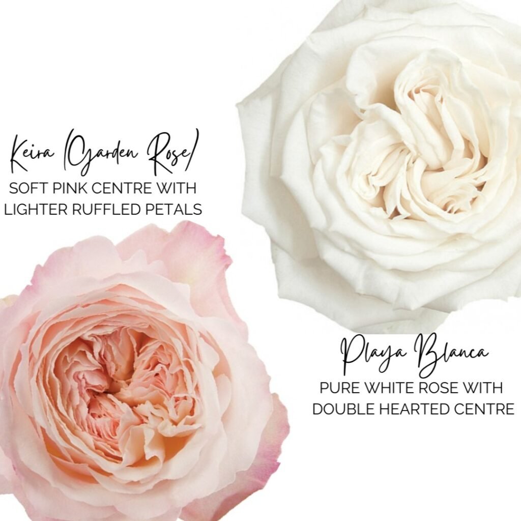Illustration of flower types with names.