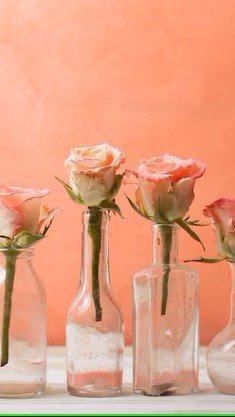Individual roses in their own vase.